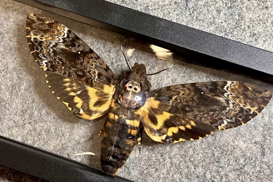 Khi Bướm Bay Vào Nhà Và Chết