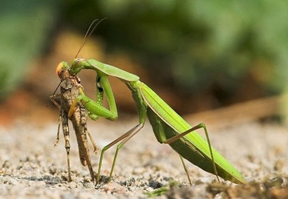 Con Ngựa Trời Bay Vào Nhà: Điềm Báo May Mắn Hay Rủi Ro?