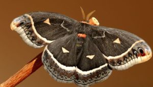 Bướm Nâu Đậu Trước Cửa Nhà: Giải Mã Điềm Báo May Mắn Hay Ngụ Ý Tâm Linh?