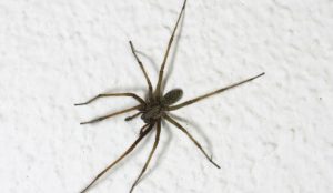 Các Loài Nhện Thường Gặp Trong Nhà Ở Việt Nam: Nhận Diện Và Xử Lý An Toàn