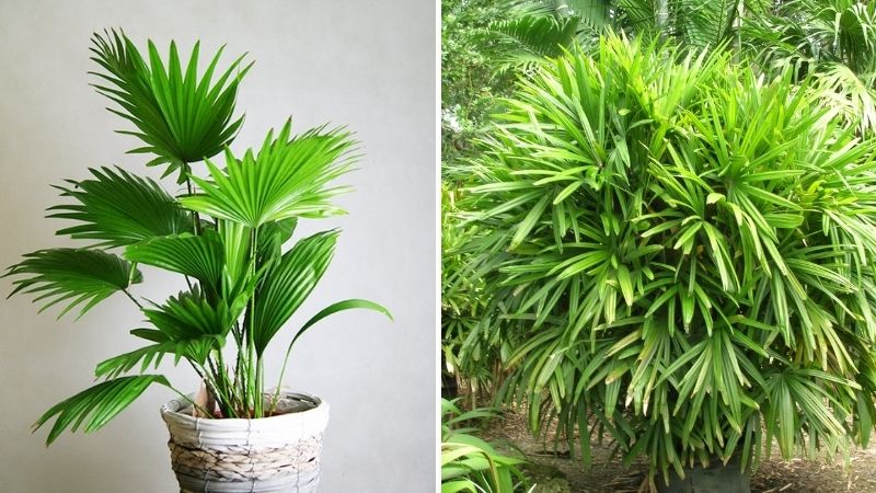 Cây Cao Trồng Trong Nhà: Bí Quyết Chọn Lựa, Chăm Sóc Và Ý Nghĩa Phong Thủy