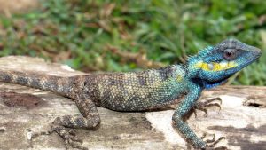 Con Kỳ Nhông Vào Nhà Là Điềm Gì? Giải Mã Từ A-Z Ý Nghĩa Phong Thủy