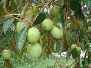 Trồng Cây Vú Sữa Trước Nhà Có Tốt Không? Chuyên Gia Giải Đáp